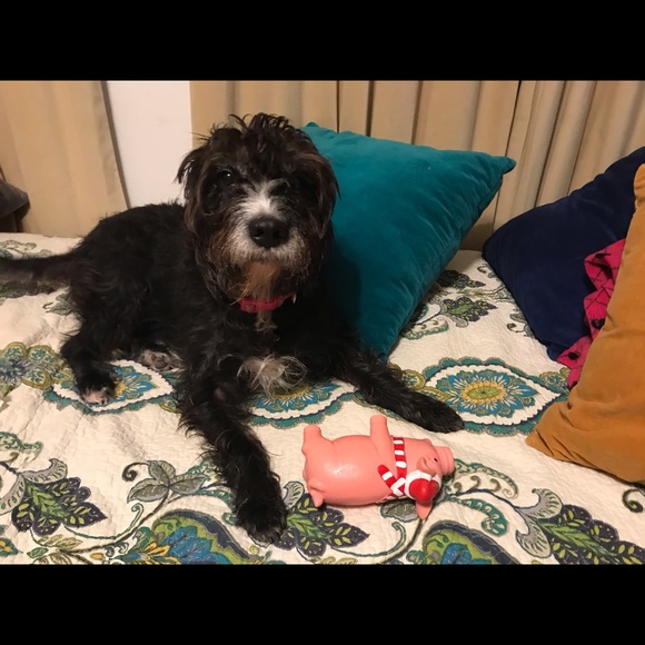 MEET THE POSHER - Picture 3 of 3